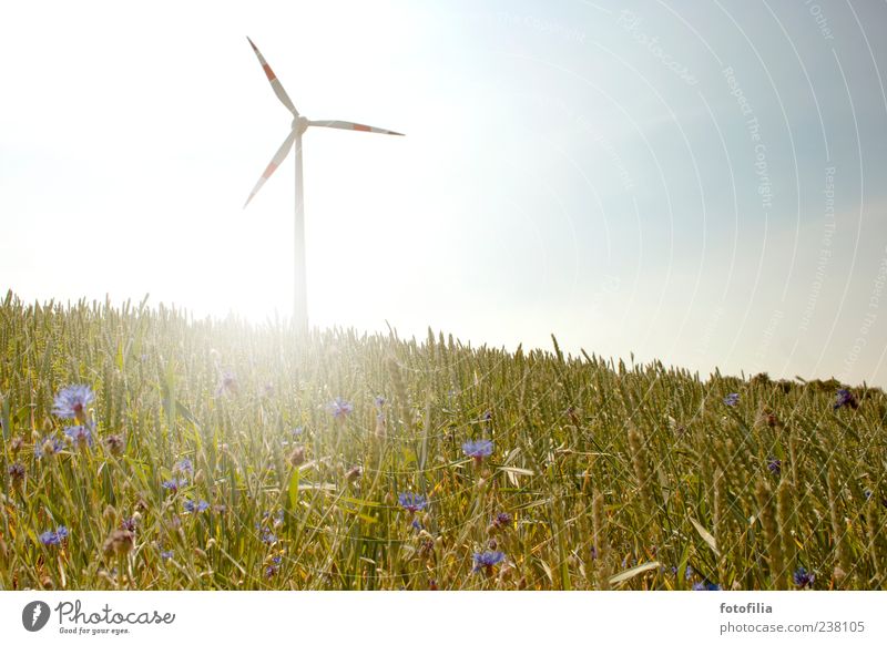 more wind! Advancement Future Energy industry Renewable energy Wind energy plant Energy crisis Environment Nature Landscape Sky Sun Sunlight Summer Climate