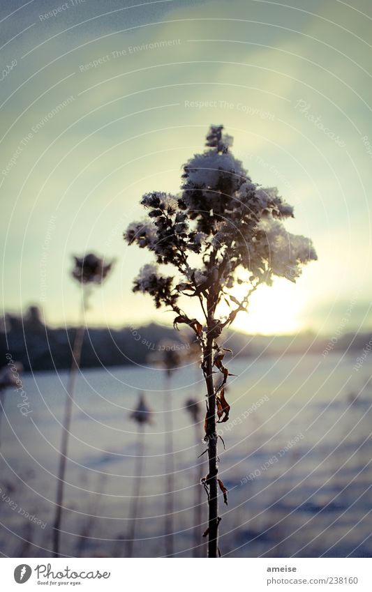 No title Plant Sky Sunlight Winter Snow Flower Wild plant Meadow Esthetic Near Natural Colour photo Exterior shot Close-up Deserted Dawn Light Back-light