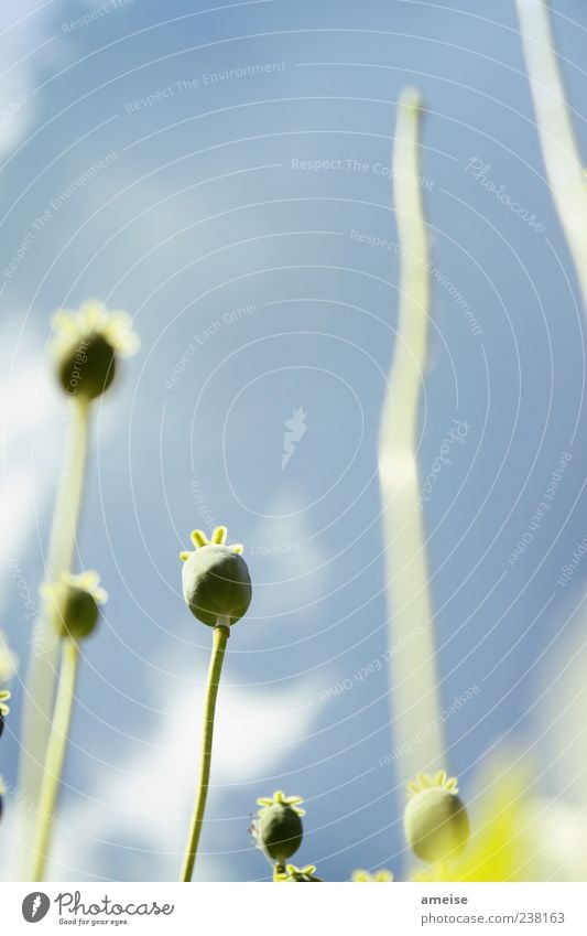 No title Summer Nature Plant Sky Clouds Spring Beautiful weather Flower Blossom Blossoming Esthetic Simple Spring fever Colour photo Exterior shot Close-up Day