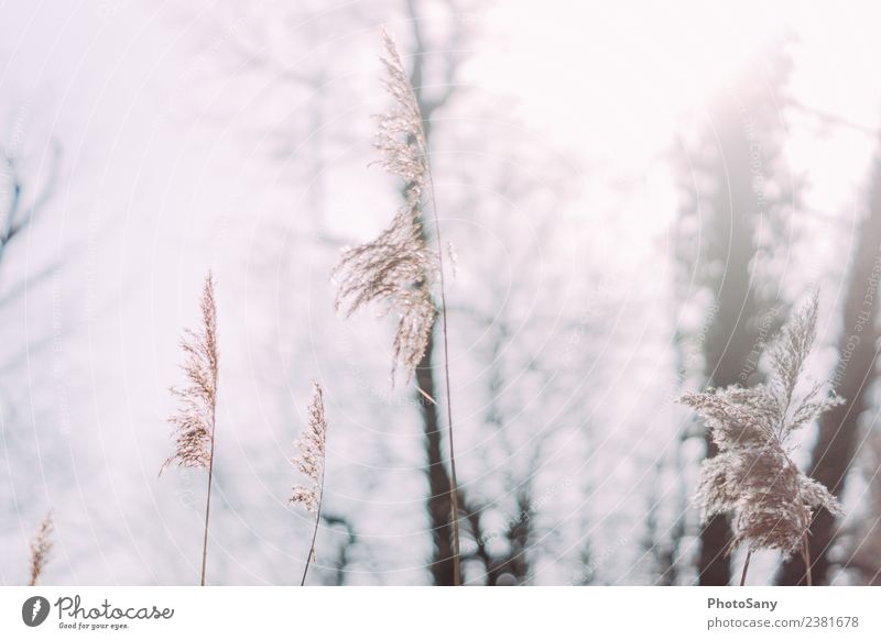 hello morning sun Nature Sun Sunlight Forest Bright Natural Brown Gray Subdued colour Exterior shot Deserted Copy Space left Copy Space right Morning Blur