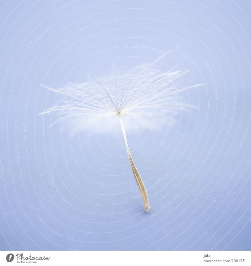 pappus Plant Blossom Seed Dandelion Soft White Light blue Easy Fine Delicate Colour photo Exterior shot Deserted Copy Space right Copy Space top