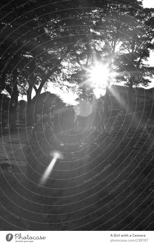 when the evening came Landscape Tree Illuminate Black England Rural Dazzle Lens flare Farm Idyll Street Calm Black & white photo Exterior shot Deserted Light