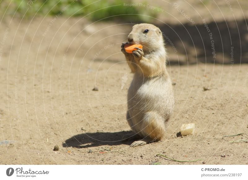 Prairie Dog Picnic Carrot Desert Savannah Steppe Wild animal Animal face Prairie dog 1 To feed Feeding To enjoy Healthy Cute Brown Ground squirrel Colour photo