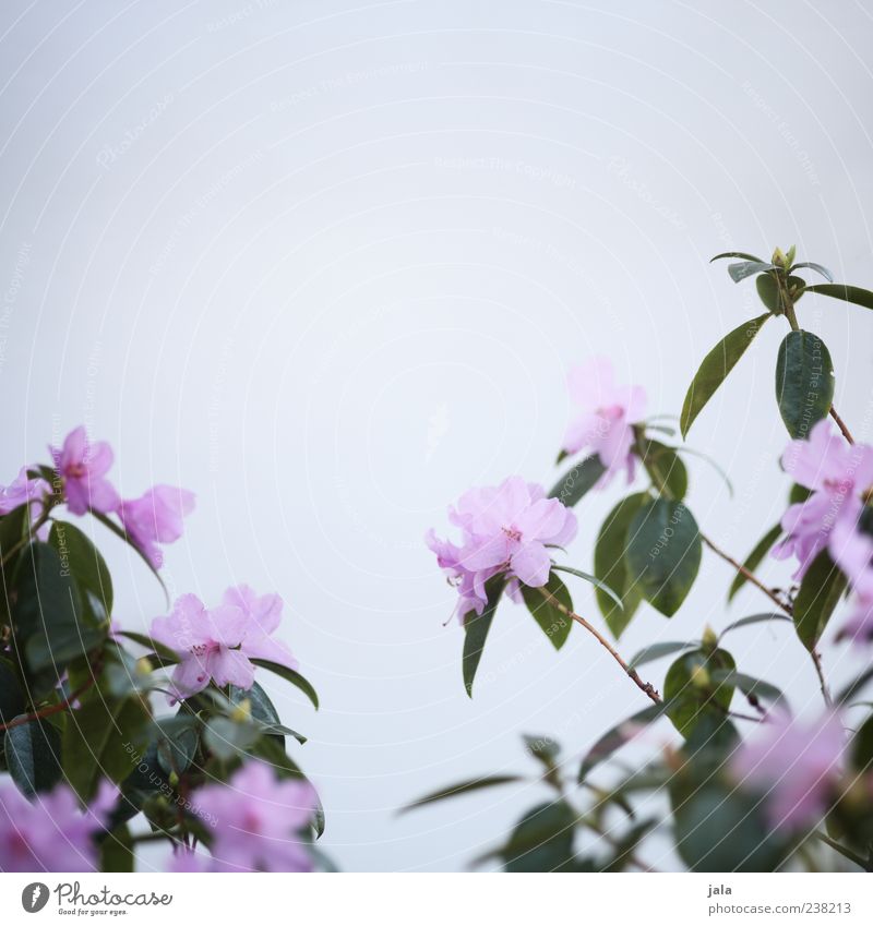 birthday girl photo Plant Flower Bushes Leaf Blossom Facade Beautiful Gloomy Colour photo Subdued colour Exterior shot Deserted Copy Space top Copy Space middle