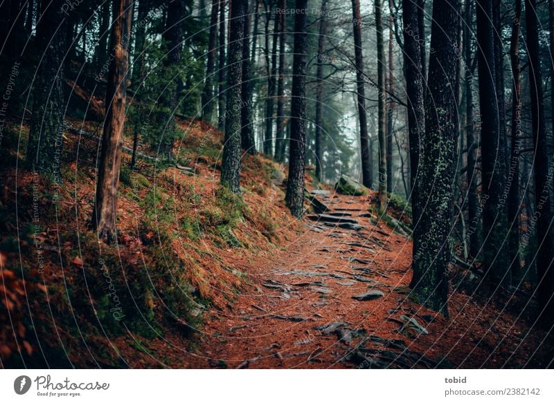 forest path Nature Landscape Plant Elements Bad weather Fog Tree Grass Bushes Moss Forest Hill Rock Threat Dark Loneliness Uniqueness Lanes & trails Tree trunk