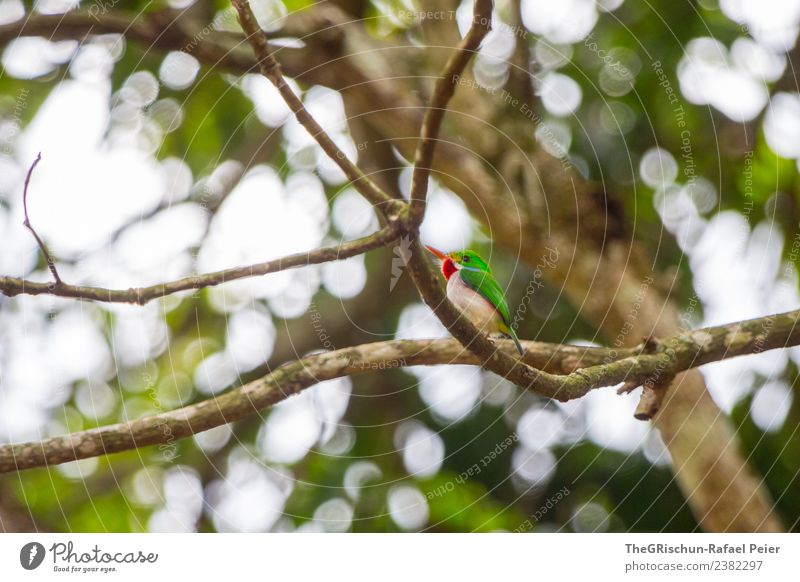 Green Todi Animal 1 Brown Gray Red todi Cuba Cuban bird Branch Flying Twigs and branches Tree Leaf Light Beak Metal coil Cute Bird Colour photo Exterior shot