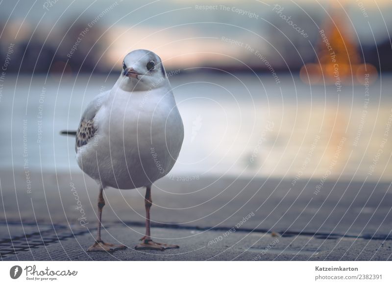 seagull show Tourism City trip Environment Nature Water Town Port City Harbour Animal Bird Wing 1 Cool (slang) Brash Curiosity Authentic Seagull Gull birds