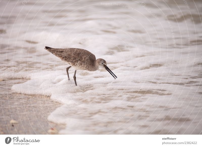 Common Snipe Shorebird Gallinago gallinago Ocean Waves Coast Beach Animal Wild animal Bird 1 Brown Common snipe shorebird Foraging Mussel shell seashells