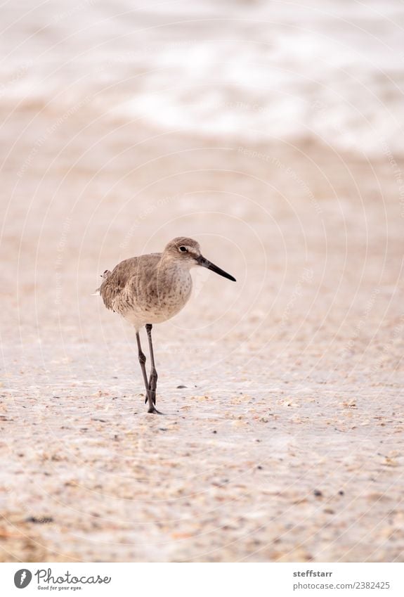 Common Snipe Shorebird Gallinago gallinago Ocean Waves Coast Beach Animal Wild animal Bird Animal face 1 Brown Common snipe shorebird Foraging Mussel shell