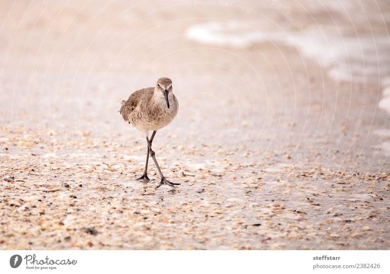 Common Snipe Shorebird Gallinago gallinago Ocean Waves Coast Animal Wild animal Bird 1 Brown Common snipe shorebird Foraging Mussel shell seashells