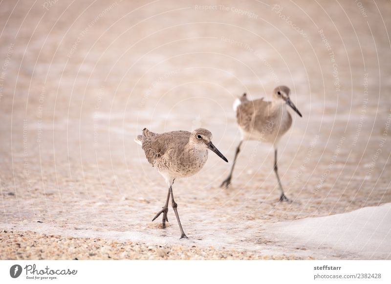 Common Snipe Shorebird Gallinago gallinago Ocean Waves Coast Animal Wild animal Bird 1 Brown Common snipe shorebird Foraging Mussel shell seashells