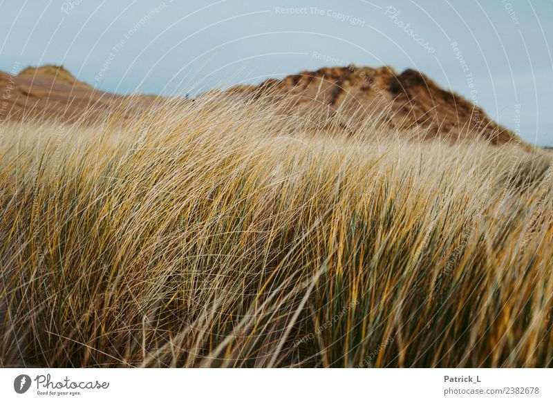 favourite dune Nature Landscape Plant Earth Grass Bushes Coast Beach Baltic Sea Dune Skagen Denmark Yellow Gold Green Safety (feeling of) Calm Sand Sky Wind