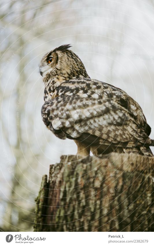 bobby Animal Wild animal Eagle owl Owl birds 1 Looking Wait Esthetic Exotic Brown Orange Black Willpower Brave Calm Wisdom Respect Pride Metal coil Eyes