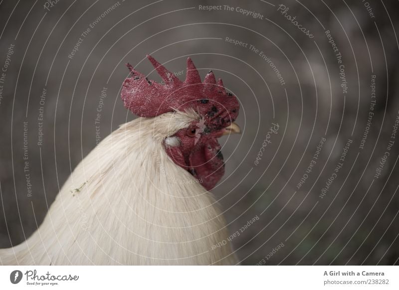 cow nibbled Landscape Animal Farm animal Barn fowl 1 Looking Authentic Friendliness Happiness Happy Natural Red White Nature Rooster Cockscomb Plumed Feather