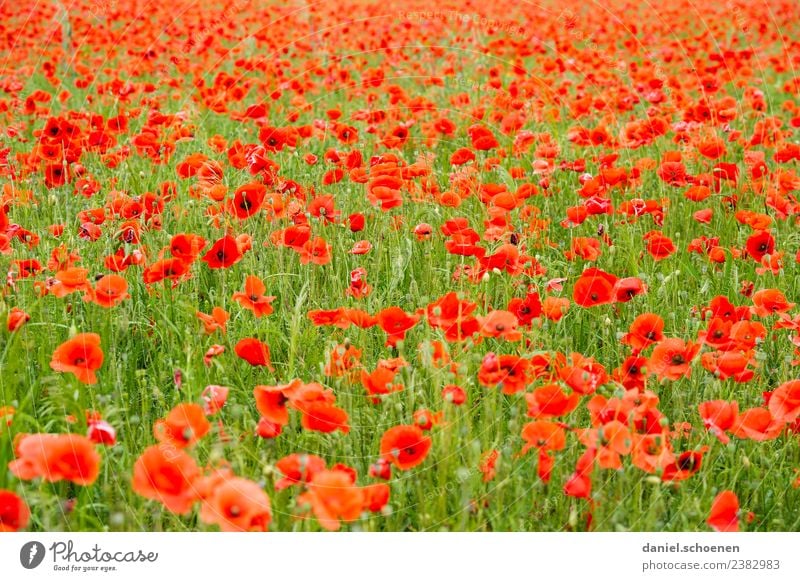 lots of red Nature Plant Summer Flower Meadow Fresh Green Red Poppy Poppy field Flower meadow Multicoloured