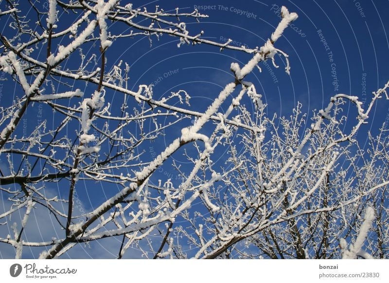 ice tree Tree Winter Snow Ice Blue Sky Twig