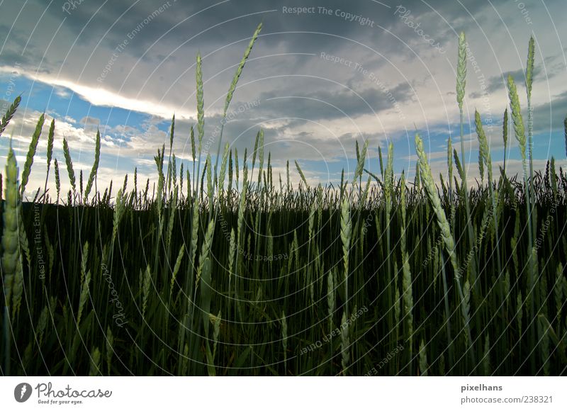 5 before rain Organic produce Summer Environment Nature Landscape Sky Clouds Storm clouds Climate change Thunder and lightning Plant Foliage plant Cornfield