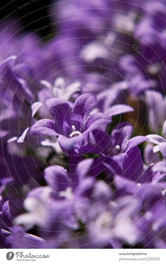 violet Environment Nature Plant Flower Blossom Blossoming Natural Violet Central perspective Blossom leave Colour photo Close-up Detail Macro (Extreme close-up)