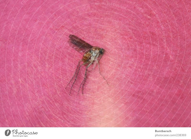 mosquito Animal Dead animal Insect Mosquitos Dipterous 1 Red Nature Colour photo Close-up Macro (Extreme close-up) Animal portrait