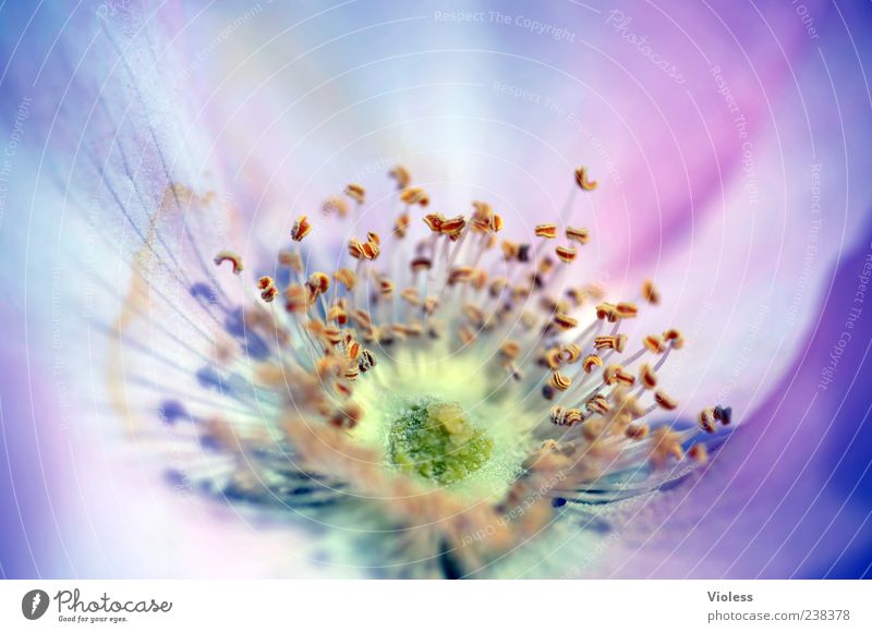 Bella Bluma Plant Flower Blossoming Pink Nature Spring fever Pistil Detail bushherb Colour photo Macro (Extreme close-up) Blur Shallow depth of field Deserted