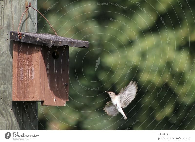 feeding time Environment Nature Spring Animal Bird 1 Movement Feeding Esthetic Authentic Exceptional Colour photo Exterior shot Deserted Birdhouse Wing Beak