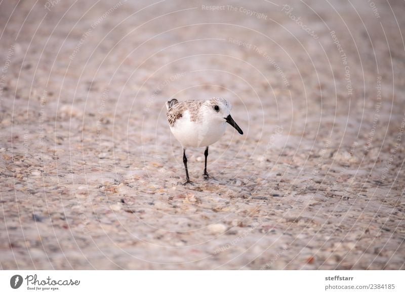 Western Sandpiper shorebirds Calidris mauri Beach Ocean Nature Animal Coast Wild animal Bird 1 Brown Western sandpiper avian wading bird coastal forage