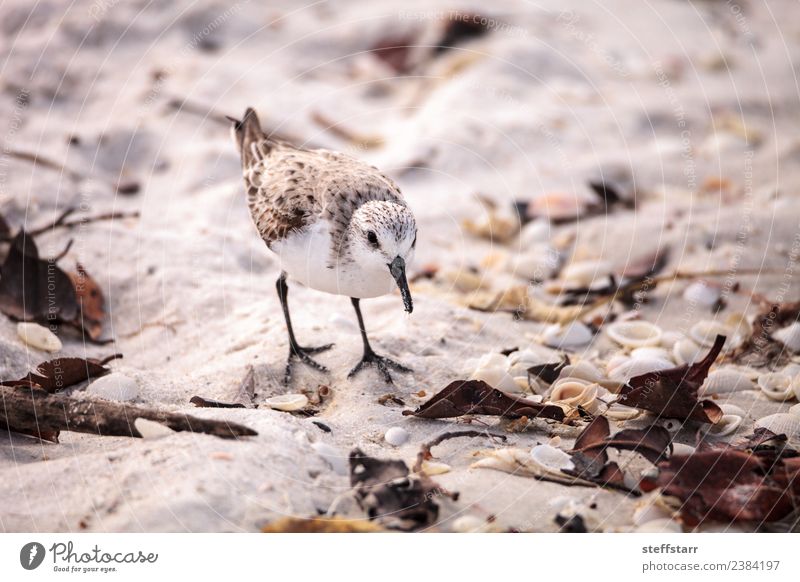 Western Sandpiper shorebirds Calidris mauri Beach Ocean Nature Animal Coast Wild animal Bird 1 Brown Western sandpiper avian wading bird coastal forage