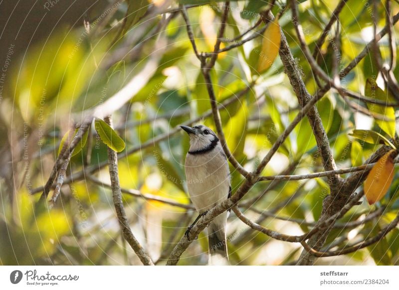 Blue jay bird Cyanocitta cristata Plant Tree Bushes Animal Wild animal Bird Animal face 1 Green blue jay Perches mangrove tree Naples Florida Wild bird Beak