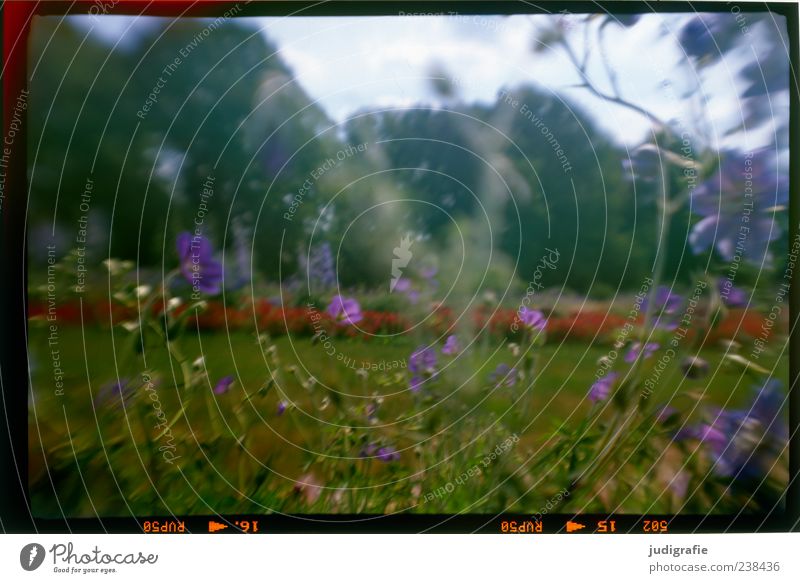 in the park Environment Nature Plant Summer Flower Grass Garden Park Meadow Blossoming Growth Moody Colour photo Exterior shot Deserted Day Blur