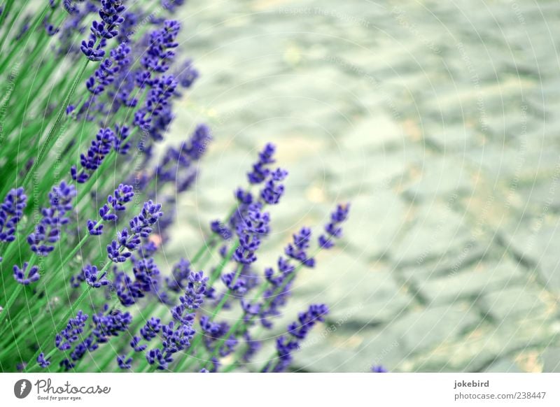 Fragrances pave your way Healthy Relaxation Calm Summer vacation Garden Plant Beautiful weather Blossom Stalk Lavender Bushes Park Stone Gray Green Violet