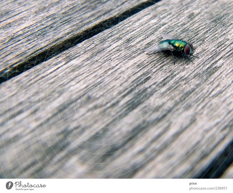 puck Animal Fly Wing 1 Flying Going Hunting Walking Sit Wait Authentic Exceptional Crazy Brown Gold Green Patient Calm Life Timidity Serene Break Perspective