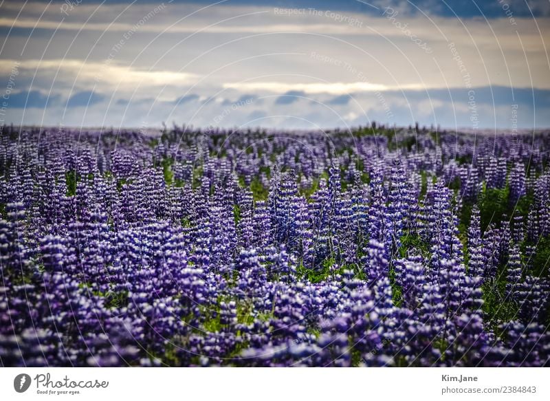 Sea of Flowers Harmonious Calm Fragrance Far-off places Camping Island Environment Nature Landscape Plant Air Sky Clouds Sun Summer Beautiful weather Leaf