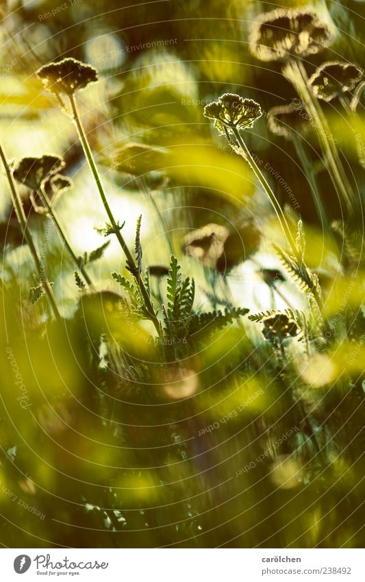 walk on the green side Nature Plant Sunlight Flower Garden Green Flower meadow Colour photo Multicoloured Exterior shot Detail Deserted Copy Space bottom Day