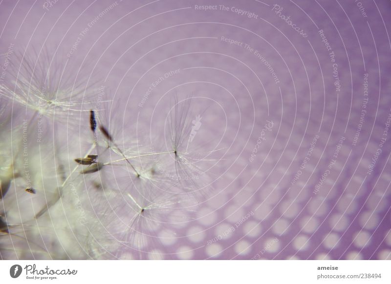 dandelion Nature Plant Summer Wind Wild plant Flying Free Beautiful Violet White Destruction Dandelion Movement Colour photo Close-up Macro (Extreme close-up)