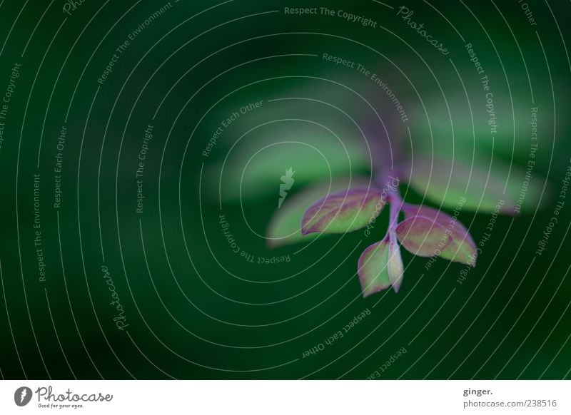 Carry me on your wings Environment Nature Plant Spring Summer Bushes Green Leaf Twig Veined Reddish green Arrange Copy Space top Growth Colour photo