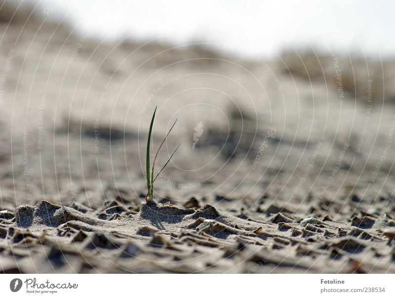 Spiekeroog Solitary Warrior. Environment Nature Landscape Plant Elements Sand Grass Wild plant Coast North Sea Bright Near Natural Green Loneliness Growth