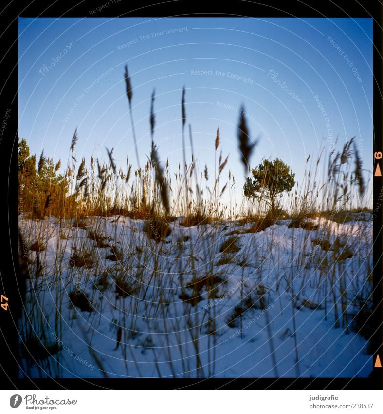 intestine Landscape Plant Winter Snow Tree Grass Darss Natural Wild Moody Colour photo Exterior shot Deserted Day Blue sky Nature