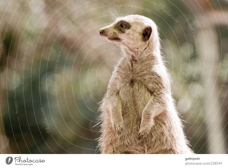 The Guardian (A day at the zoo [no4] ) Animal Wild animal Pelt Paw Zoo Meerkat 1 Observe Stand Brash Happiness Curiosity Cute Smart Brown Nature Contentment