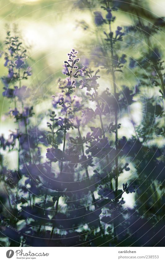 daydream Nature Plant Garden Gold Green Violet Haze Fog catnip Lavender Back-light Shallow depth of field Colour photo Subdued colour Close-up Detail Light