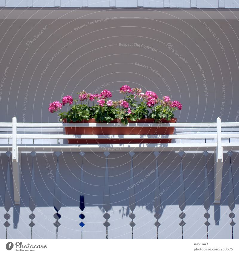 balcony idyll Vacation & Travel Decoration Plant Flower Deserted Balcony Wood Relaxation Esthetic Friendliness Pink White Colour photo Exterior shot Detail