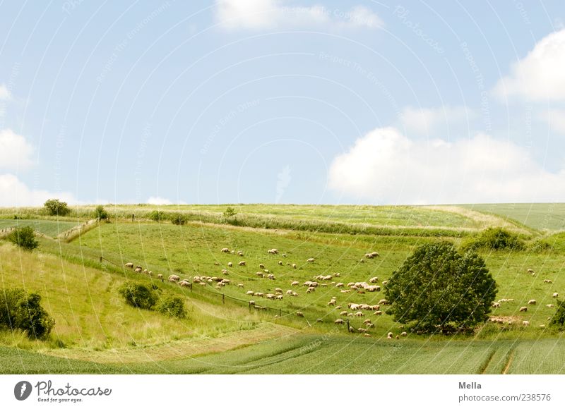 Sheep cloud picture book idyll Environment Nature Landscape Beautiful weather Meadow Field Pasture Animal Farm animal Group of animals Herd Blue Green Peace