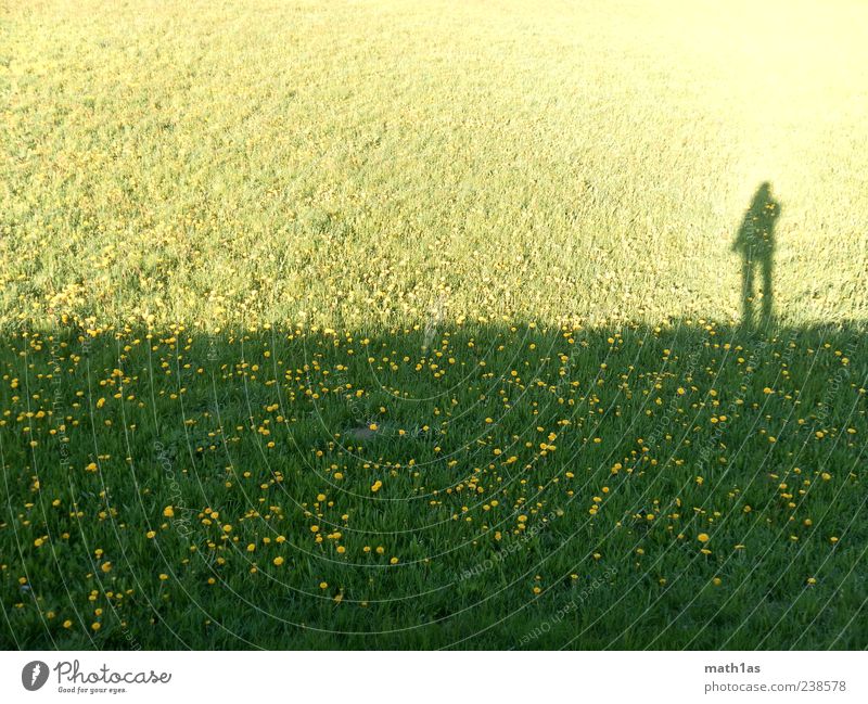 The dark side of power Nature Plant Flower Meadow Contentment Dark side Shadow Dandelion Divide Colour photo Exterior shot Deserted Copy Space left