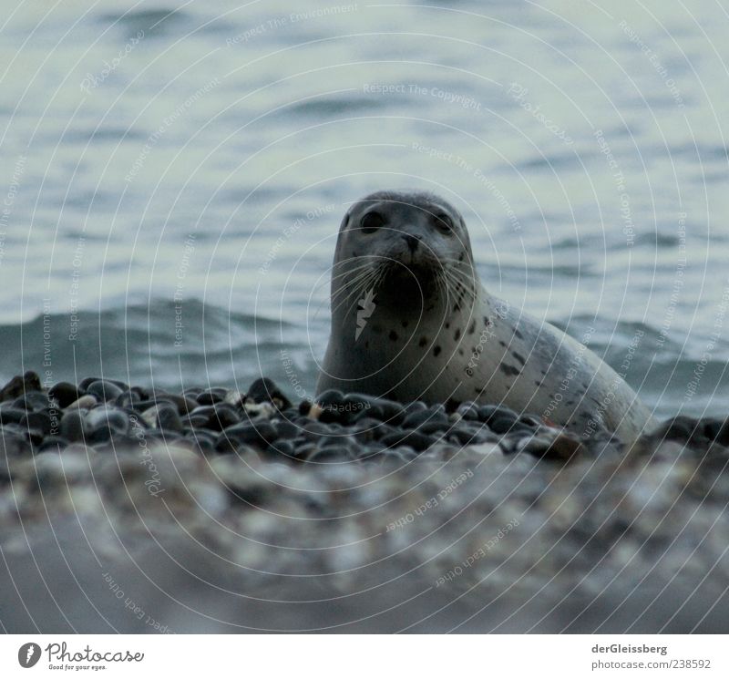 ouch? Water Waves Lakeside North Sea Animal face Seals 1 Natural Gray Looking into the camera Stone Beach Wet Calm Colour photo Subdued colour Detail Twilight