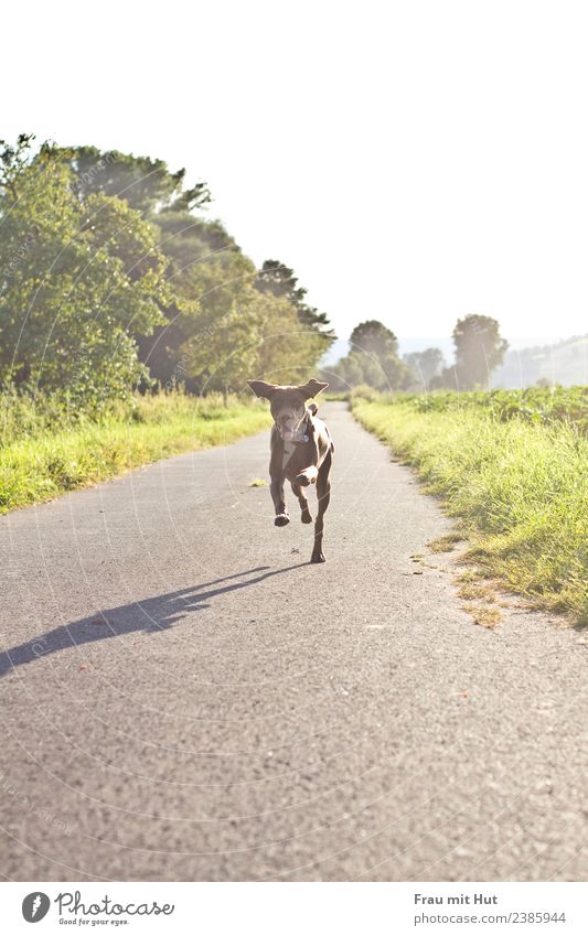 speed Joy Happy Leisure and hobbies Playing Trip Sun Sports Hiking Nature Landscape Cloudless sky Sunlight Beautiful weather Tree Grass Bushes Meadow Field