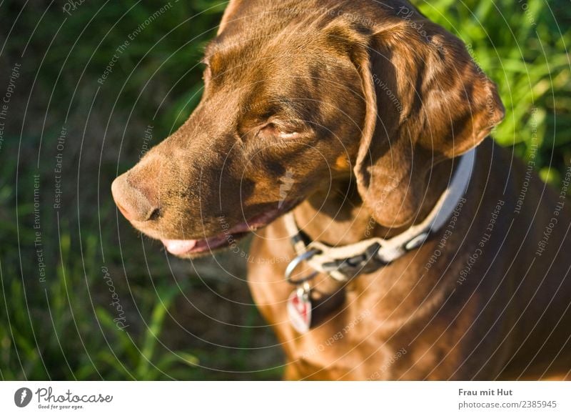 sun dog Nature Sun Sunrise Sunset Beautiful weather Grass Meadow Pelt Brunette Short-haired Animal Pet Dog Animal face 1 Think Hang Hunting Athletic