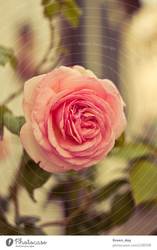 rose Plant Flower Rose Blossom Elegant Beautiful Colour photo Exterior shot Close-up Day Sunlight Rose blossom Pink 1 Blossoming Deserted Blossom leave