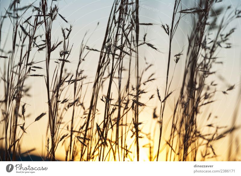 Spears of grass silhouette Summer Sun Nature Landscape Plant Sky Autumn Grass Growth Bright Blue Yellow Colour Sunset oat Wheat field Rye Rural orange Farm