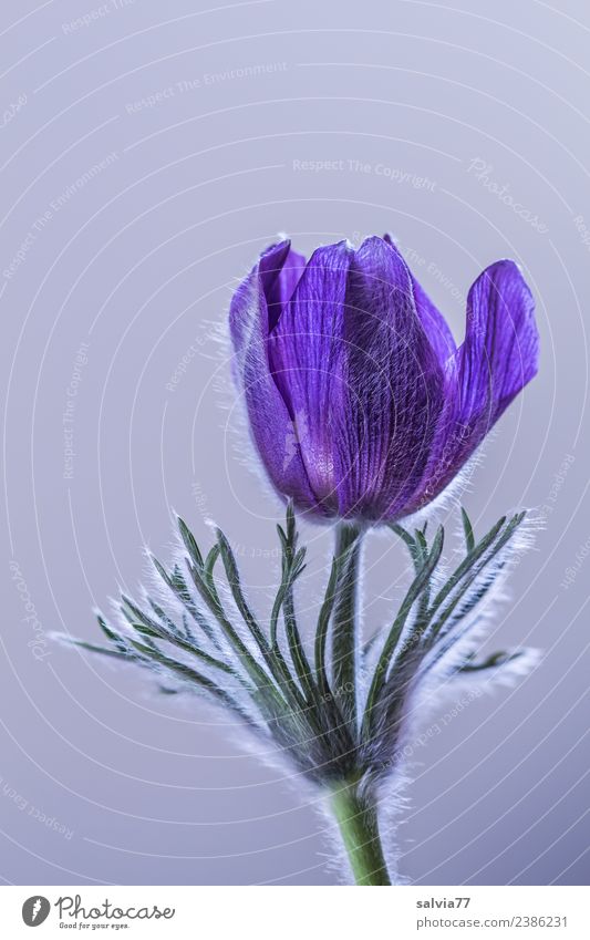 pulsatilla Health care Alternative medicine Harmonious Senses Fragrance Valentine's Day Mother's Day Nature Plant Spring Flower Blossom Anemone Blossoming