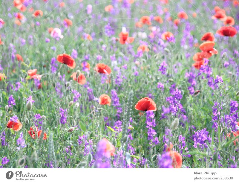 paradise meadow. Harmonious Environment Nature Plant Summer Flower Grass Leaf Blossom Foliage plant Poppy Poppy blossom Poppy field Meadow Blossoming Illuminate