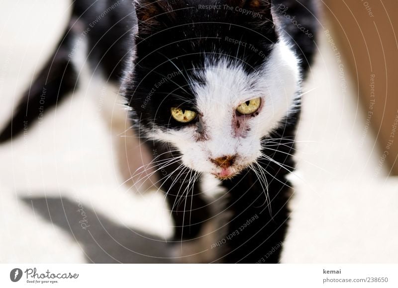 At the end of life Animal Pet Cat Animal face Pelt Eyes 1 Going Old Hideous Black White Love of animals Fatigue Feeble Colour photo Subdued colour Close-up Day